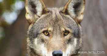 Four litters of endangered red wolf pups born in North Carolina