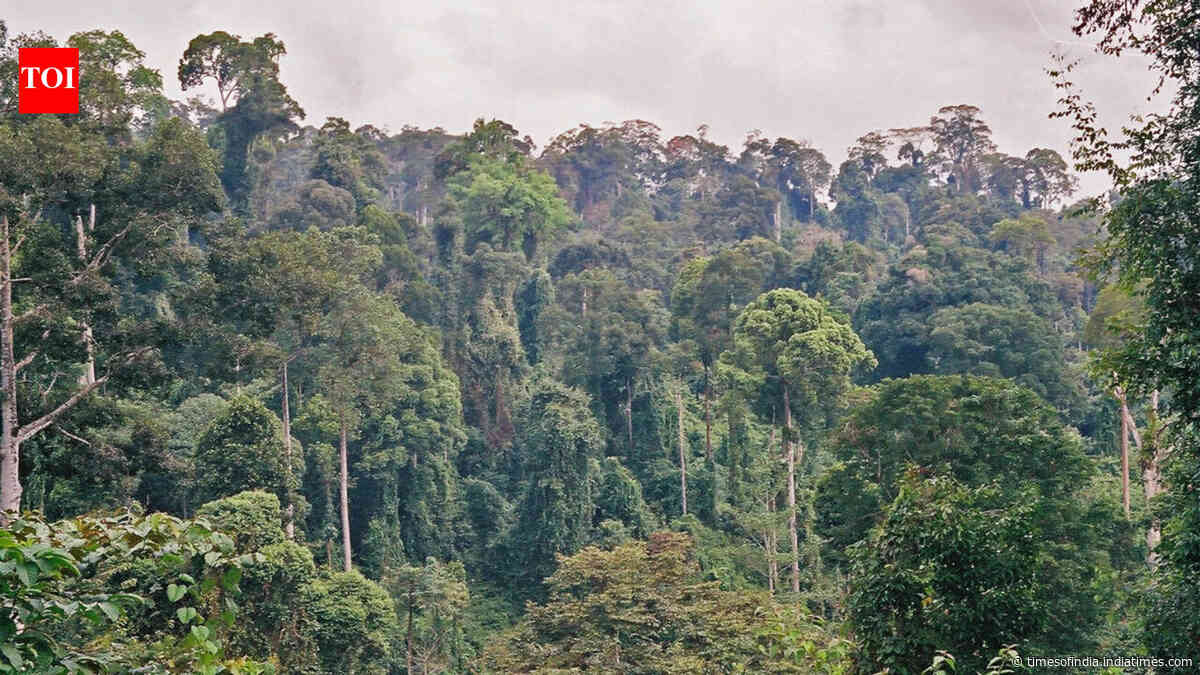 Scientists cut climbing vines from a damaged Borneo forest. Its canopy then grew three times faster