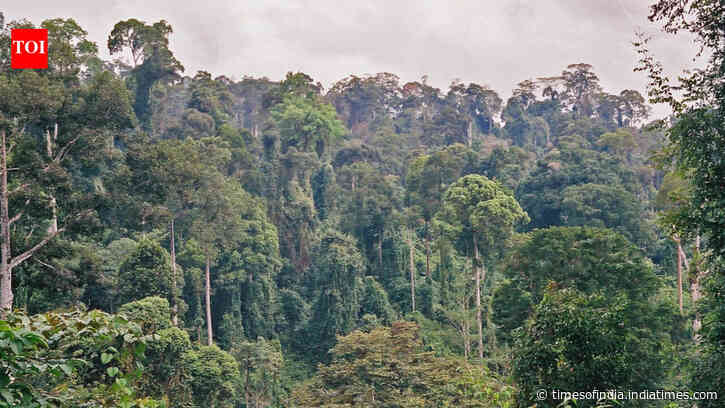 Scientists cut climbing vines from a damaged Borneo forest. Its canopy then grew three times faster