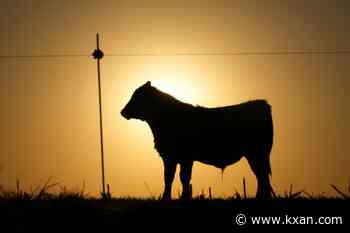 Canada suspends animal exports from Texas due to New World screwworm concerns