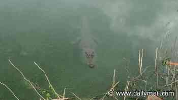 The croc ness monster! Mysterious crocodile is sighted in Tuscany, sparking swarm of visitors and hunters