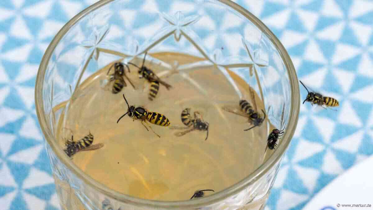 Wespen sanft vertreiben: So gelingt der Bau einer Lebendfalle