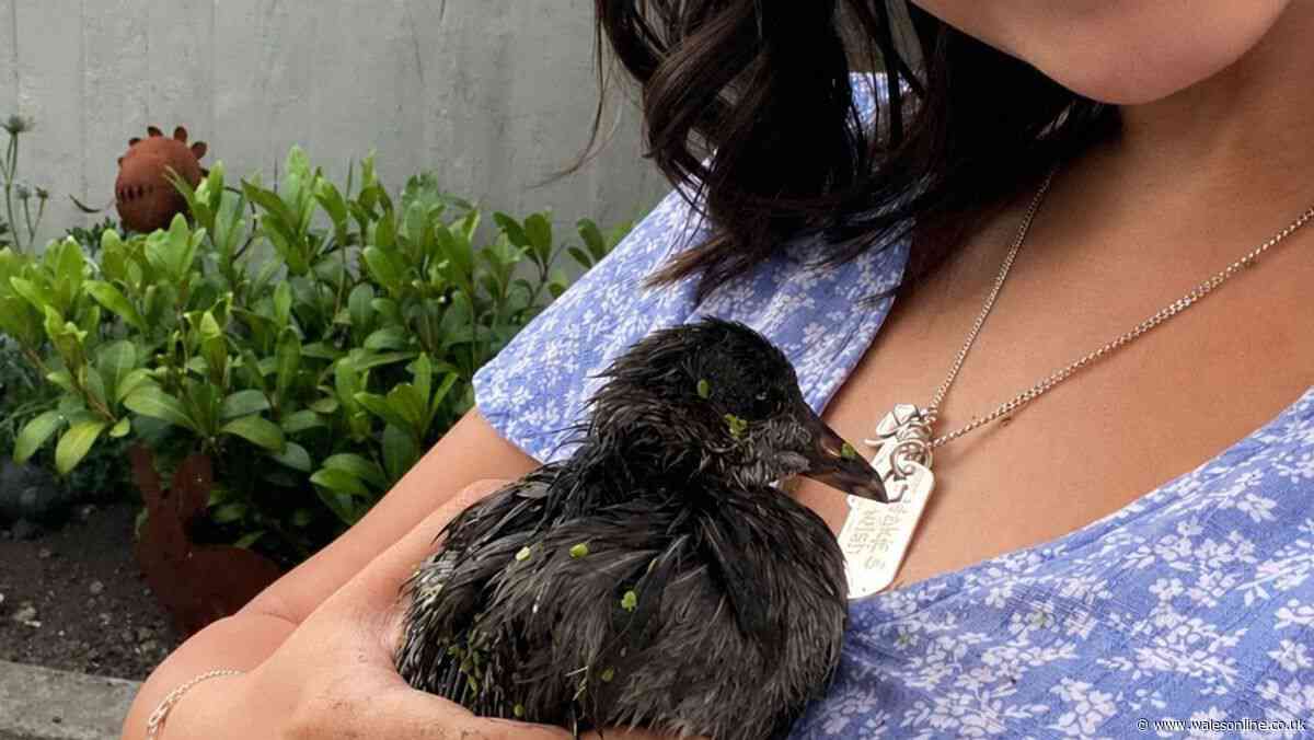 Cardiff park pond turns to sludge with woman wading in to save drowning bird