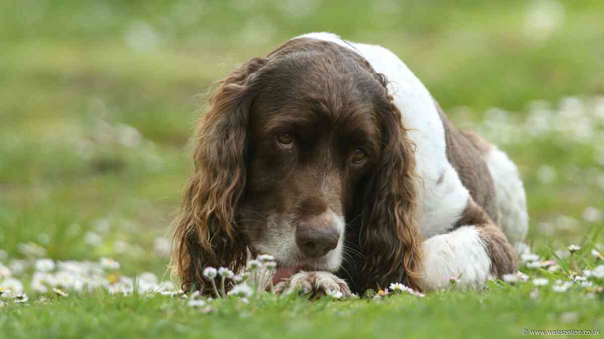 Advice for dog owners as paw licking linked to health condition