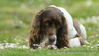 Advice for dog owners as paw licking linked to health condition