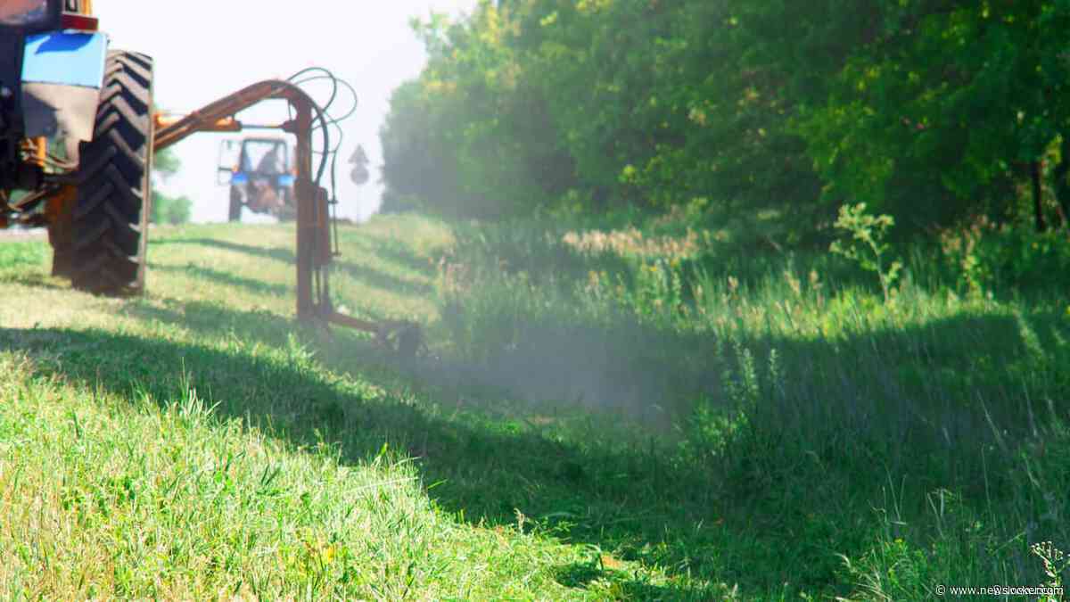 Half gemaaide bermen helpen insecten: 'Dit wordt de nieuwe standaard'
