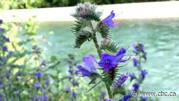 Pretty but invasive: Blueweed blooms cause a stir in Kimberley