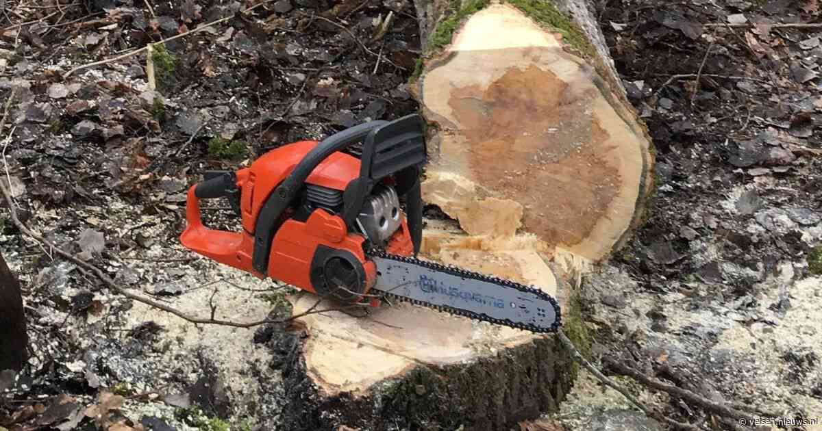 Iepenziekte slaat toe: provincie kapt honderden bomen in Kennemerland, IJmond en omgeving