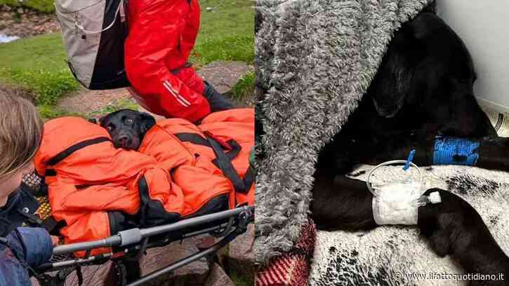 “È stata un’esperienza terrificante. Sembrava ubriaca e non riusciva più a camminare”: cagnolina mangia della cannabis trovata per terra e sta male, il salvataggio a 1.300 metri di quota