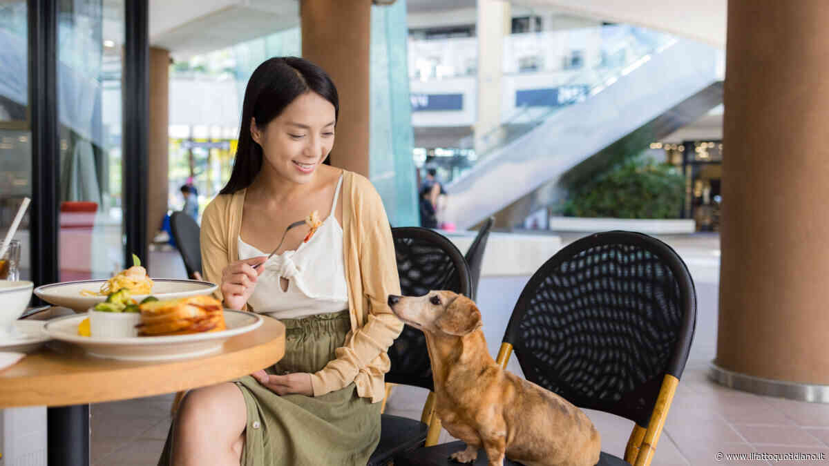Rivoluzione a Hong Kong: i cani possono entrare nei ristoranti insieme ai loro proprietari (e la loro carne è vietata nei menù)