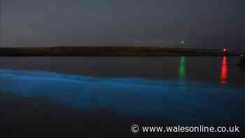 Bioluminescent plankton light up sea at Welsh beach