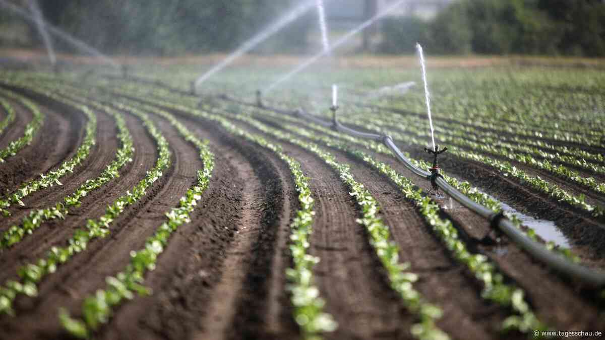 Mehr Gemüse statt Fleisch - wie das die Landwirtschaft verändern würde