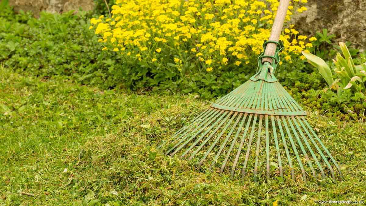 Keep grass greener by swerving one particular lawn task during hot weather