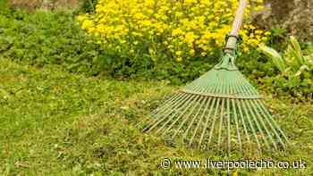 Keep grass greener by swerving one particular lawn task during hot weather