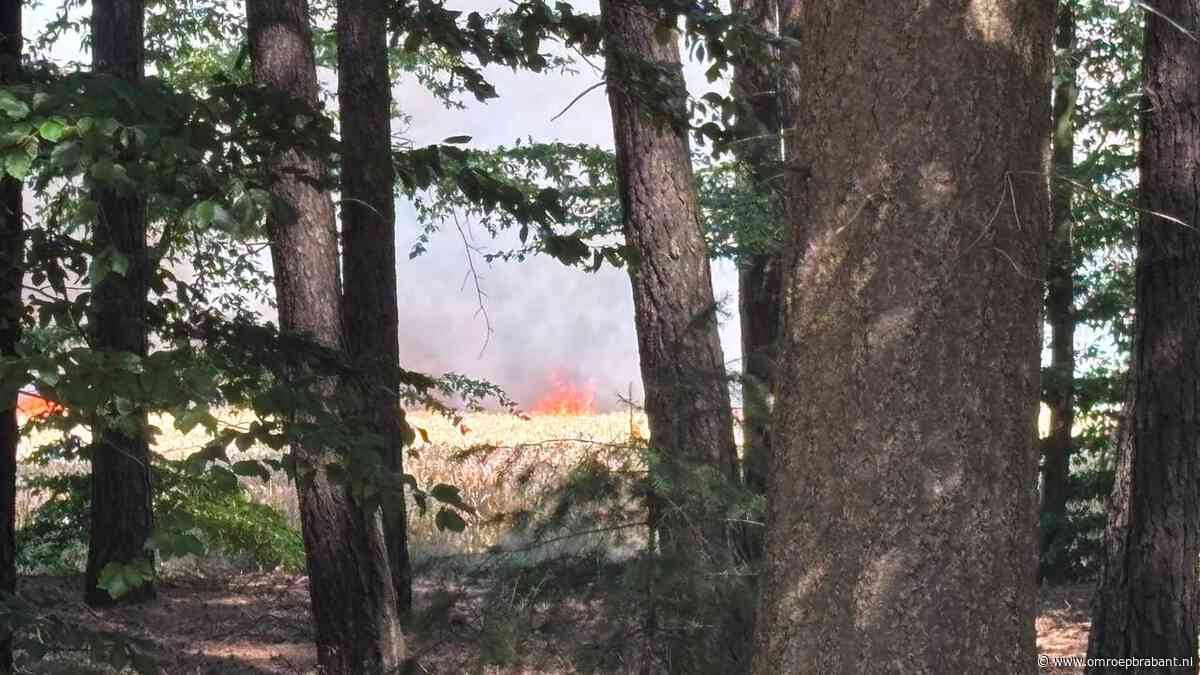 Zeer grote brand in Riethoven: akker vat vlam tijdens het dorsen van graan