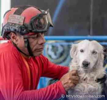 Guía del reconocido perro rescatista Tsunami perdió su hogar tras los sismos en Venezuela