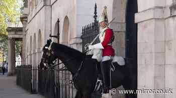 King’s Guard forced to sound emergency alarm as horse almost collapses in scorching heat