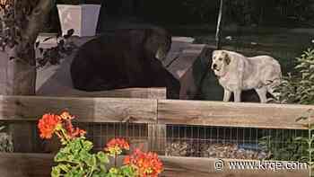 Bear spotted hanging out with dog in Colorado backyard