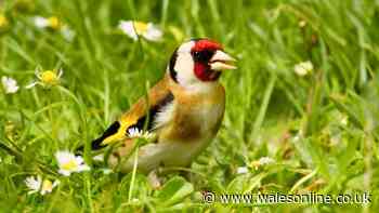 Goldfinches will regularly visit your garden if you grow 1 common summer plant