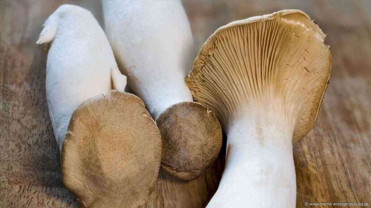 Regionales Superfood: Kräuterseitlinge richtig vorbereiten, lagern und verarbeiten