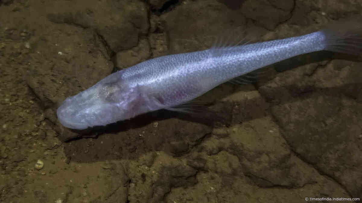 A scientist slipped into a pool beneath a US military base and found a 'demon cavefish'