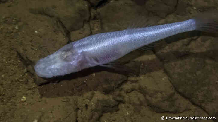 A scientist slipped into a pool beneath a US military base and found a 'demon cavefish'