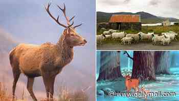 JOHN MacLEOD: Let's not fawn over Bambi - there's only one way to get deer numbers down...