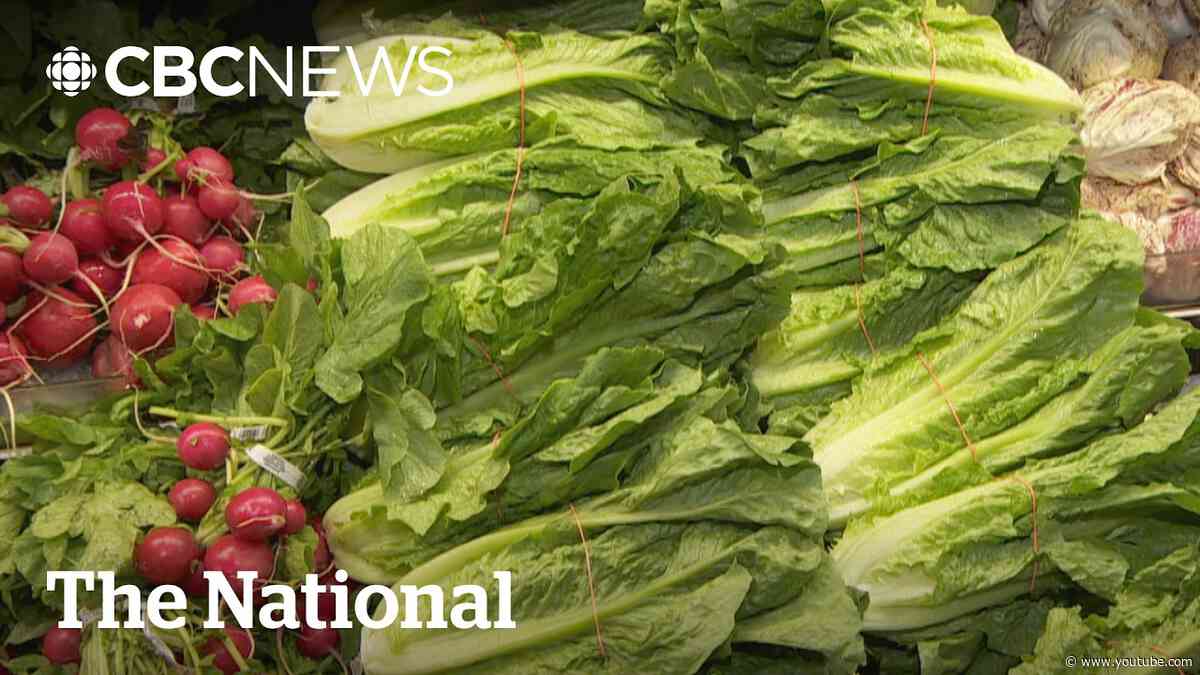 Lettuce suspected source of explosive diarrhea outbreak