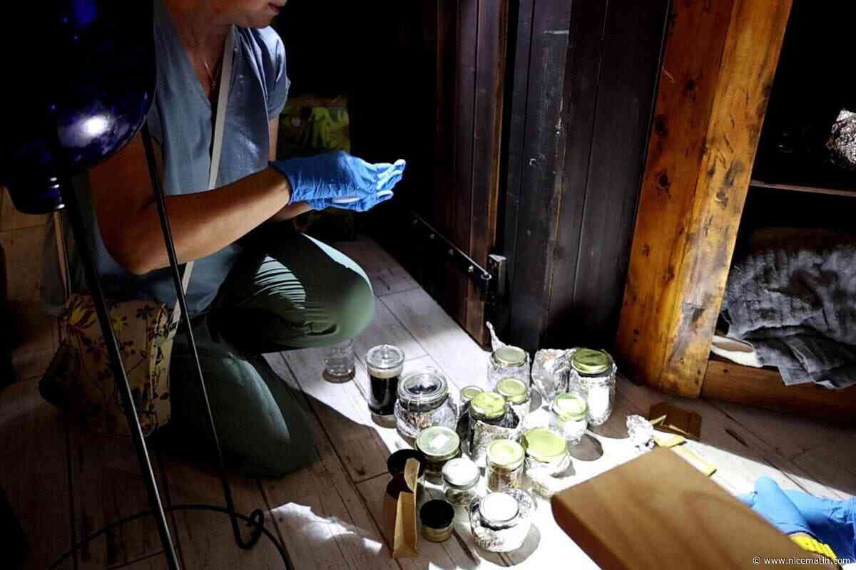 Cactus, champignons hallucinogènes et train de vie luxueux… Une secte chamanique démantelée en plein rituel dans l’arrière-pays niçois