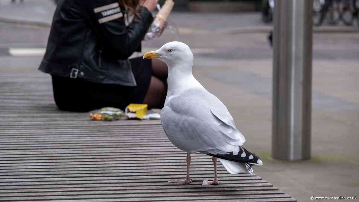 Police hunting man over seagull 'punch' in front of 'upset kids'