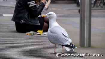 Police hunting man over seagull 'punch' in front of 'upset kids'