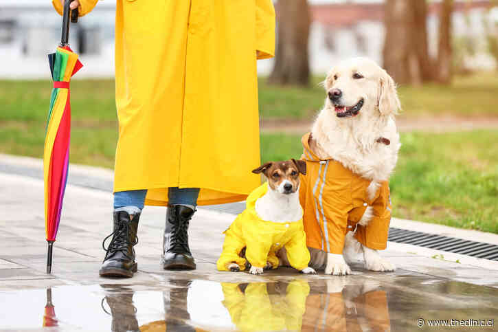 ¿Hay que sacar a pasear al perro cuando llueve? Las cinco recomendaciones de una veterinaria para proteger a tu mascota en los días de lluvia