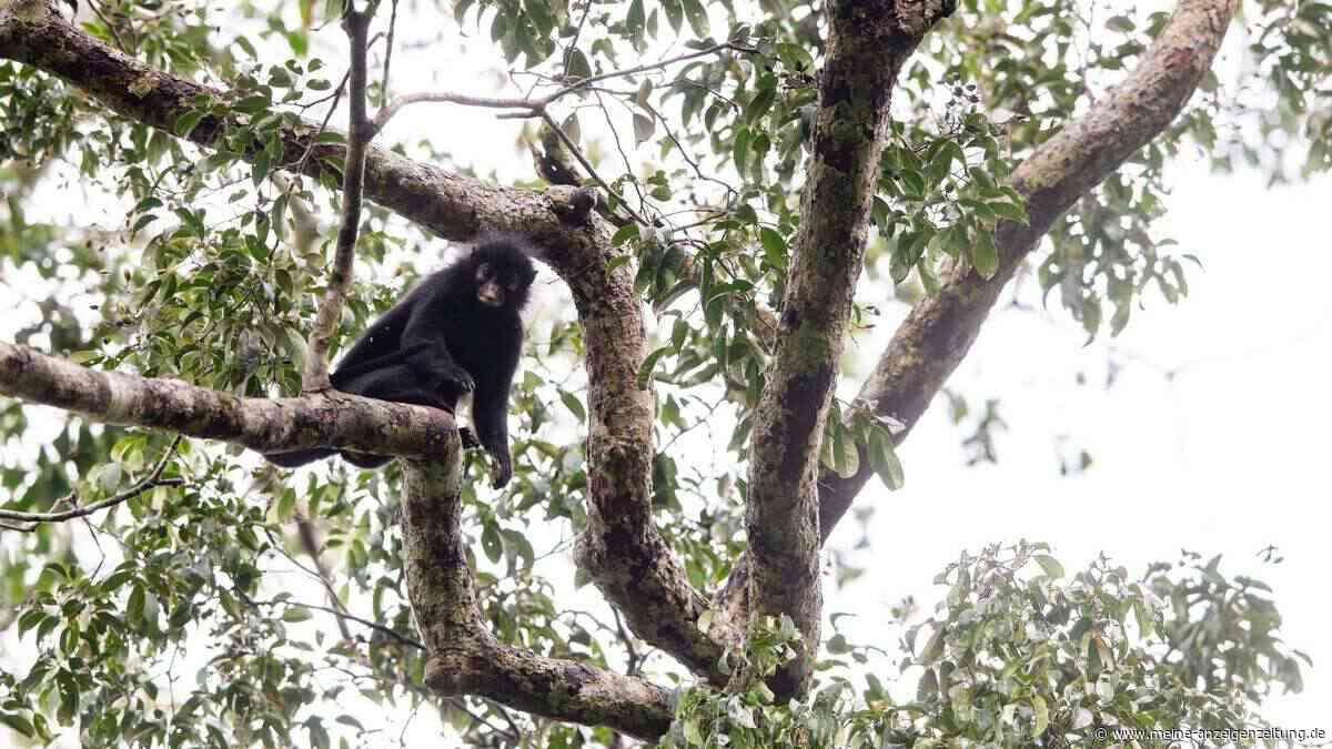 Neue Affenart im Kongo entdeckt
