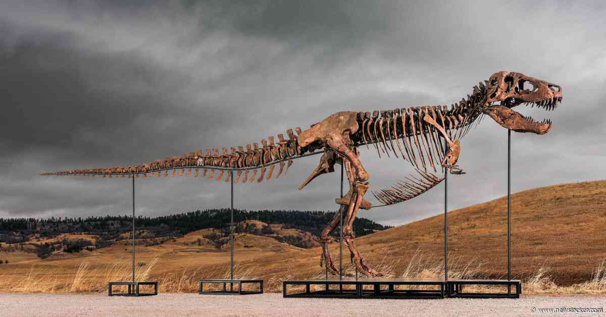 &amp;#8216;Neem een grotere hap&amp;#8217;, zegt de veilingmeester, waarna T. rex&nbsp;&amp;#8216;Gus&amp;#8217; voor 44 miljoen euro wordt verkocht