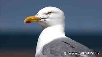 Man 'brutally punched seagull' in front of kids after it tried to steal his food