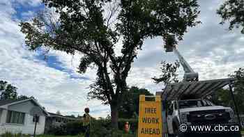 Silent killer: Inside Regina’s battle against Dutch elm disease