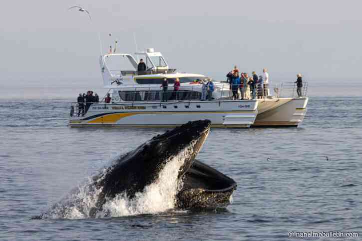 Victoria whale watching company sale ‘opens the door to reach more people’