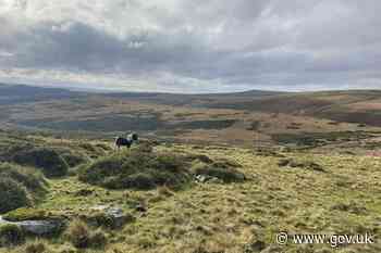 Government secures the future of Dartmoor’s iconic ponies