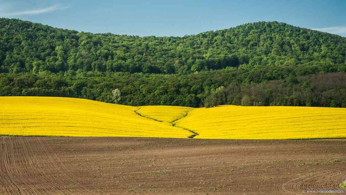 Zwitserse boer vindt lichaam in veld zonder hoofd, armen en benen