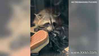 WATCH: Epic raccoon rescue on Lady Bird Lake in Austin goes viral