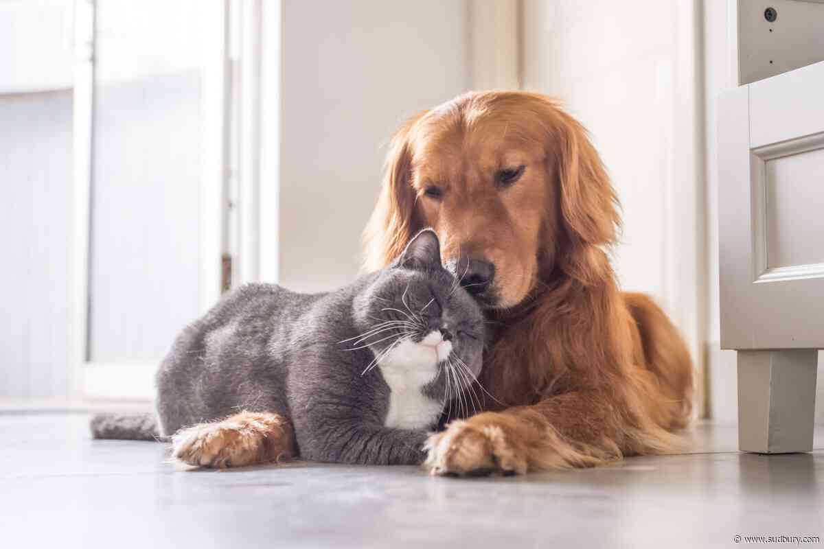 Here's how to protect your pets from wildfire smoke