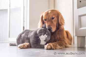 Here's how to protect your pets from wildfire smoke