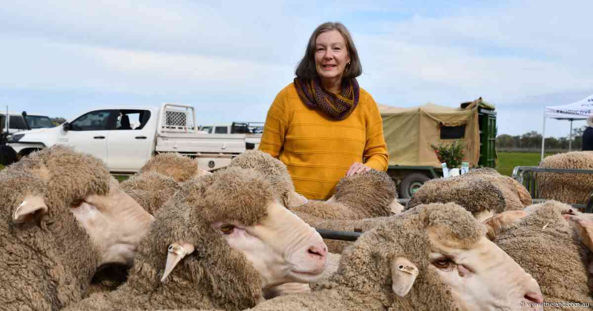 Yarn business wants to prove wool can go from jumbuck to jumper all in Australia
