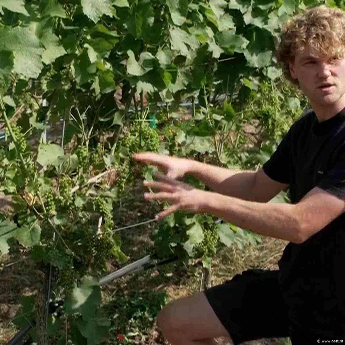 Droogte? Twentse wijnboer kan (voorlopig) lachen: 'Beste jaar tot nu toe'