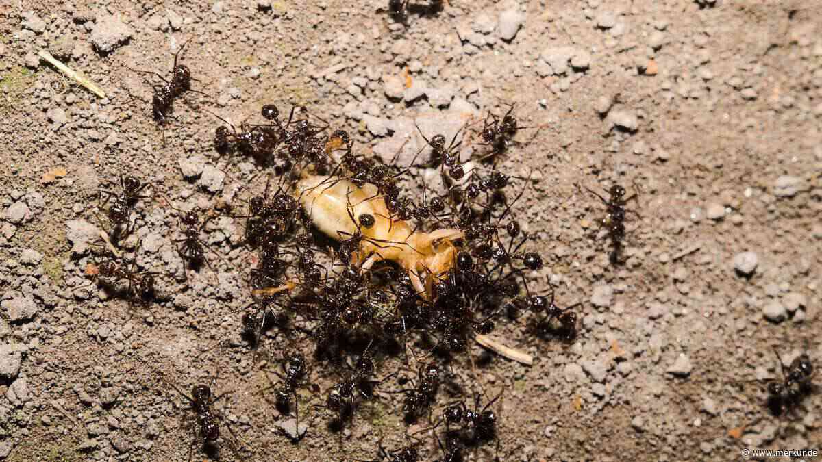 Bloß kein Backpulver gegen Ameisen! Was im Garten wirklich hilft – und was ein Mythos ist