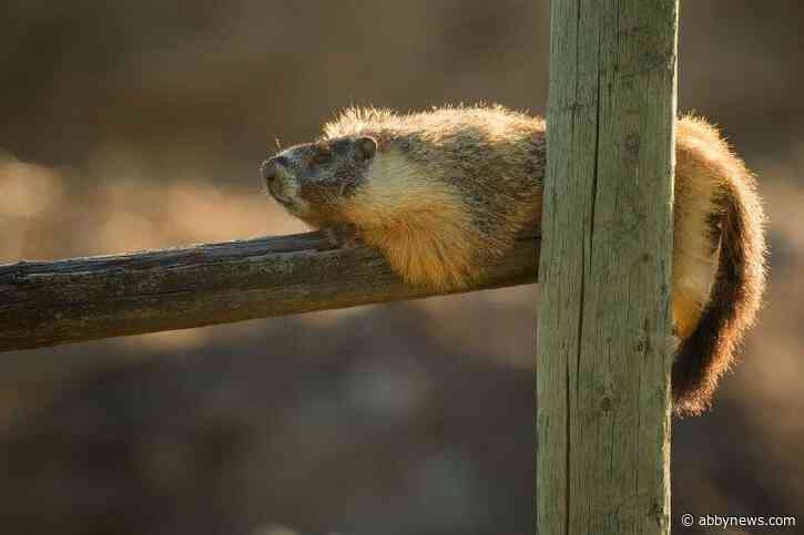 ‘Serious act of cruelty’: Marmot found mutilated at McArthur Island in Kamloops