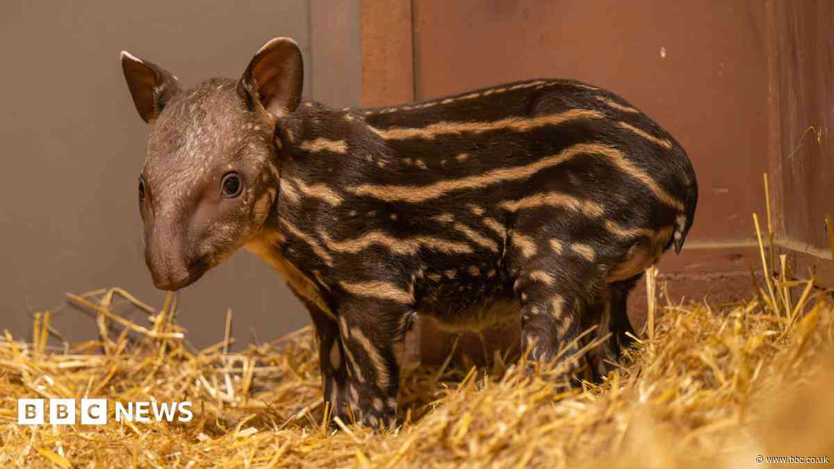 CBBC zoo welcomes first tapir calf in 14 years