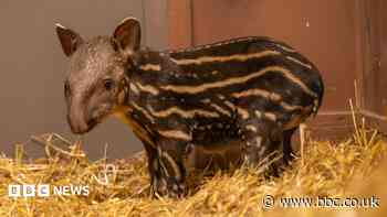 CBBC zoo welcomes first tapir calf in 14 years
