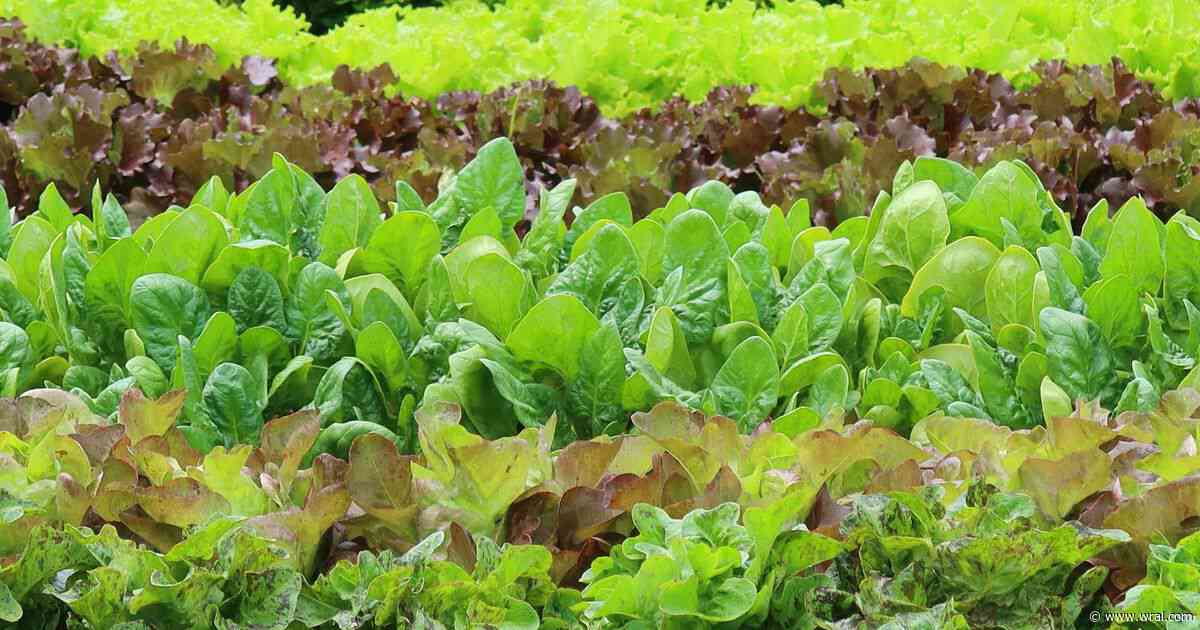 Cyclospora source still unknown in North Carolina despite Michigan lettuce lead.