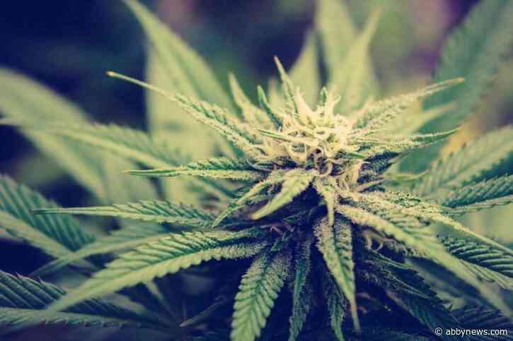 $8M worth of illicit cannabis seized in four separate enforcement actions in B.C.